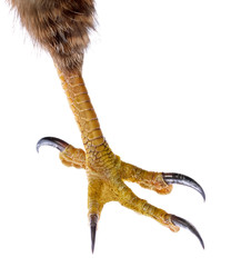 Talon of the Bird of Prey isolated on white. 