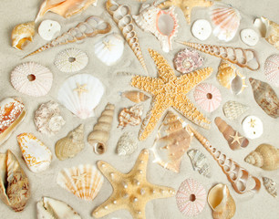 Sand and shells