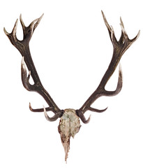 Deer Skull with Antlers isolated on white - 207719435
