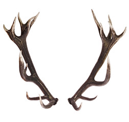 Deer Antlers isolated on white - 207719437