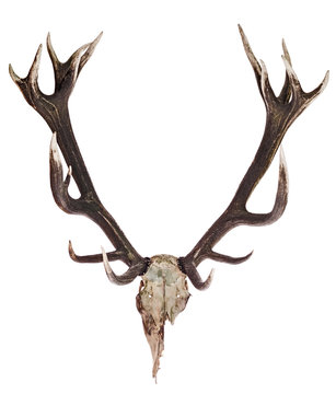 Deer Skull with Antlers isolated on white