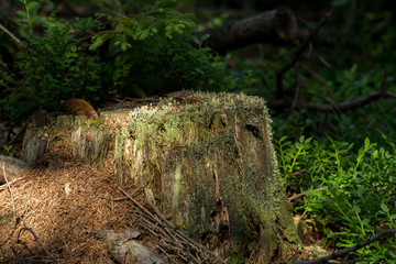 A sawn tree trunk in the forest in the sunlight