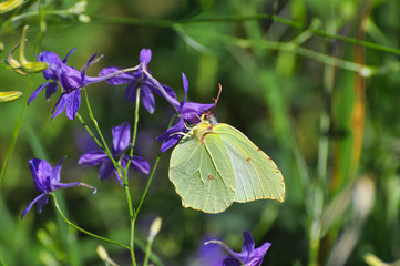 Brimstone, Gonepteryx rhamni, lemon yellow butterfly on meadow. Butterfly collecting nectar on wild flowers
