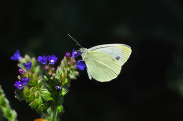 The green-veined white (Pieris napi) butterfly on meadow. Big white butterfly collecting nectar on wild flowers