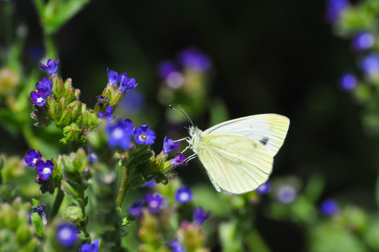 The green-veined white (Pieris napi) butterfly on meadow. Big white butterfly collecting nectar on wild flowers