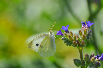 Small White butterfly, Pieris rapae, on wildflower. Beautiful butterfly on meadow