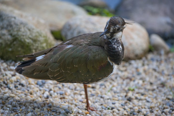 Lapwing - Vanellus vanellus close up in detail