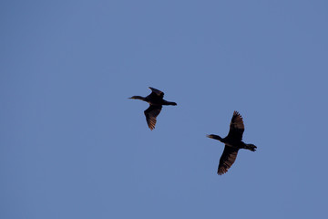 Ohrenscharben (Phalacrocorax auritus) im Flug über Sidney Island, Vancouver Island, British Columbia, Kanada.