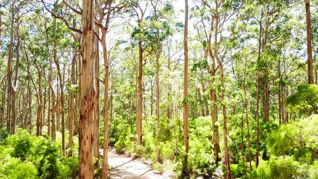Geren forest of Western Australia