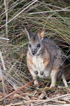 Derbywallaby (Macropus eugenii) sitzt im Busch im Flinders Chase Nationalpark auf Kangaroo Island, South Australia, Australien.