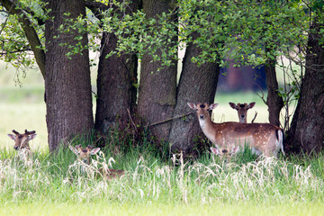 Damhirsche (Dama dama) suchen Deckung unter Bäumen im Naturschutzgebiet Mönchbruch bei Mörfelden...
