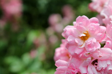 красивый цветок розовой цветущей розы на размытом фоне      