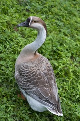 swan goose - Anser cygnoides close up in the garden