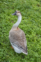 swan goose - Anser cygnoides close up in the garden