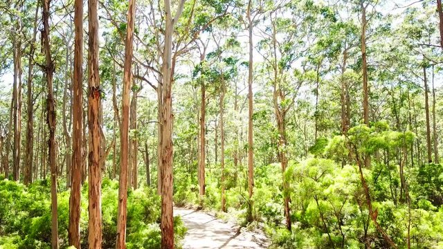 Lush green forest in Margaret River, Australia