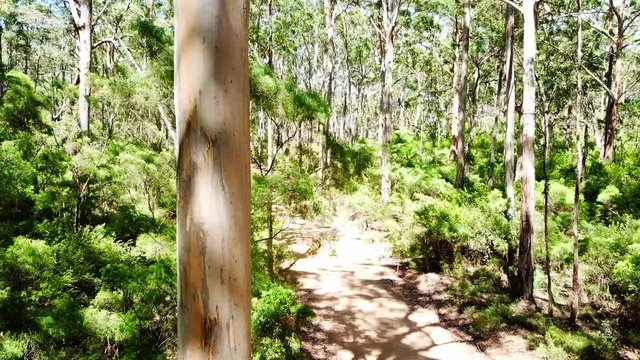 Lush green forest in Margaret River, Australia