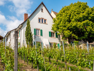 Weinberge mit Haus