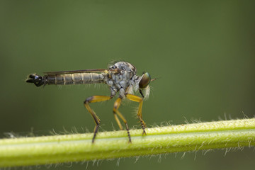 Robber fly, Asilidae, Jampue hills, Tripura , India