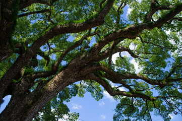 尾道の千光寺のご神木