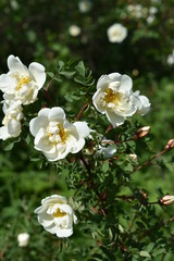 beautiful flower white wild rose with buds and leaves close-up on soft blurred background