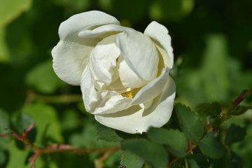 beautiful flower white wild rose with buds and leaves close-up on soft blurred background