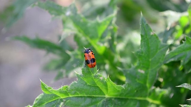 Clytra quadripunctata, Four spotted leaf beetle