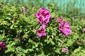 Fototapeta premium beautiful flower pink wild rose with buds and leaves close-up on soft blurred background