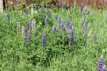 beautiful flowers purple lupines with luxurious green leaves on a soft blurred background
