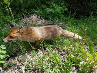 Renard roux sauvage dans la nature