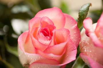 Roses in drops of dew