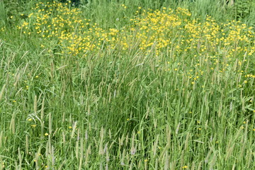 small yellow wildflowers among the green grass on a summer evening, on a soft blurred background