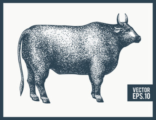 Graphical bull silhouette. Vector hand drawn bull illustration. Vintage style.