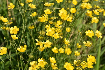 Obraz premium close-up of small yellow wildflowers with buds and green leaves on a summer evening, on a soft blurred background