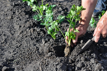 farmer's hands planting a celery seedling in the vegetable garden, in series, 2 of 3