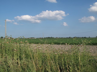 campo agricolo