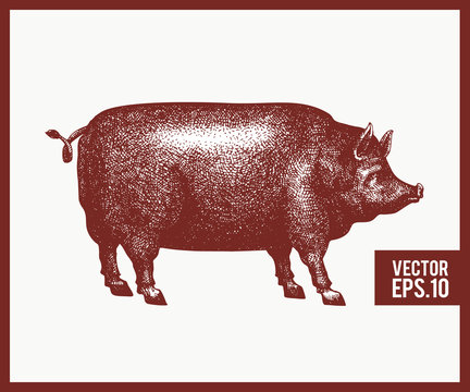 Vector illustration of black pig silhouette. Retro engraving style. Sketch farm animal drawing.