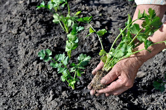 Farmer's Hands Planting A Celery Seedling In The Vegetable Garden, In Series, 1 Of 3