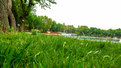 Fototapeta premium How insects see the world