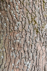 beautiful embossed gray-brown texture, natural bark of old oak interspersed with moss