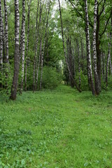 a forest path among the green grass in the summer forest against the background of trees and bushes