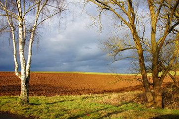 Fototapeta na wymiar Birke und Weide auf Feldern mit Sonnenschein und düsteren Wolken 