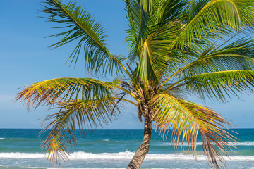 Fototapeta na wymiar Coconut palm tree view from the beach