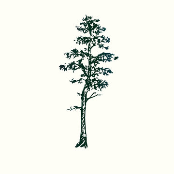 Pine tree silhouette, hand drawn doodle sketch, black and white vector illustration