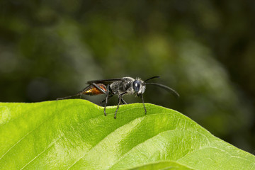 Wasp, Sphecidae, Bangalore , India