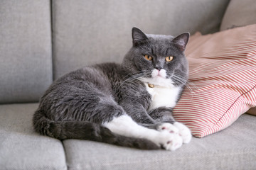 British short hair cat rests on sofa