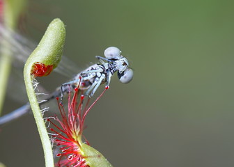  Round-leaved sundew (Drosera rotundifolia) and arctic bluet ( Coenagrion johanssoni) as its prey © Henri Koskinen