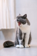 The British kitten sits on the ground