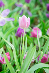 Tulip flower in the garden.