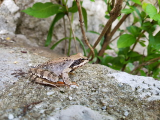 Grenouille sur un muret, verdure au fond