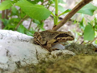Grenouille sur un mur, en gros plan
